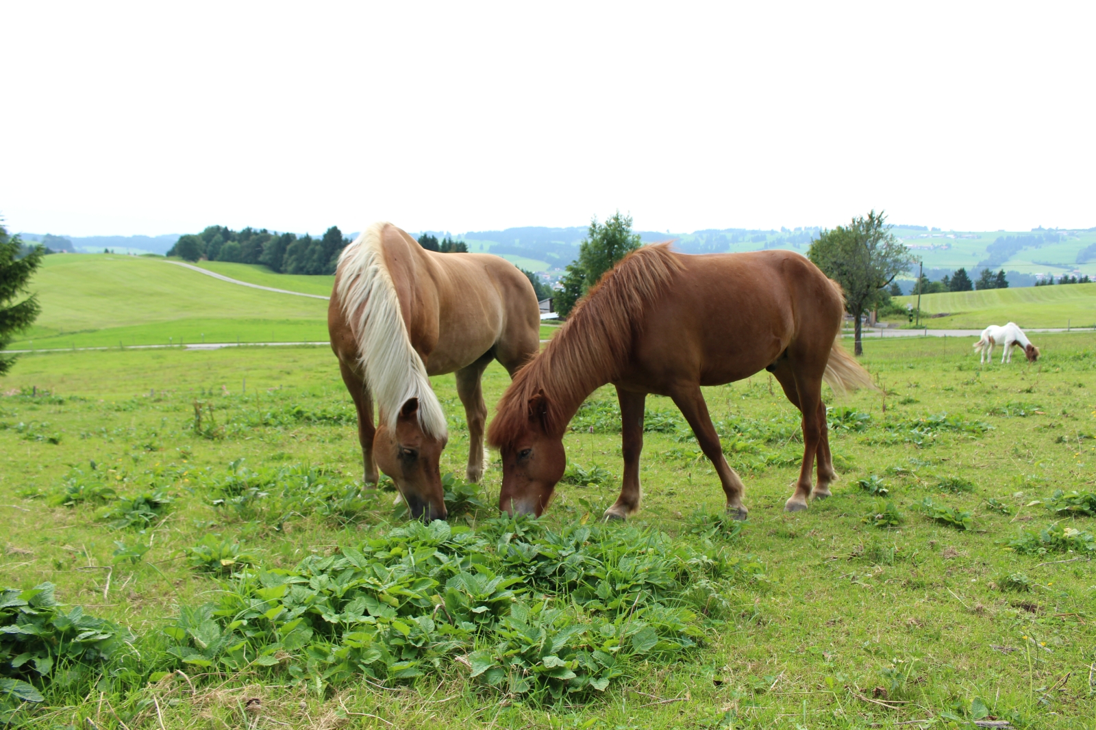 reiten landhaus eggel001