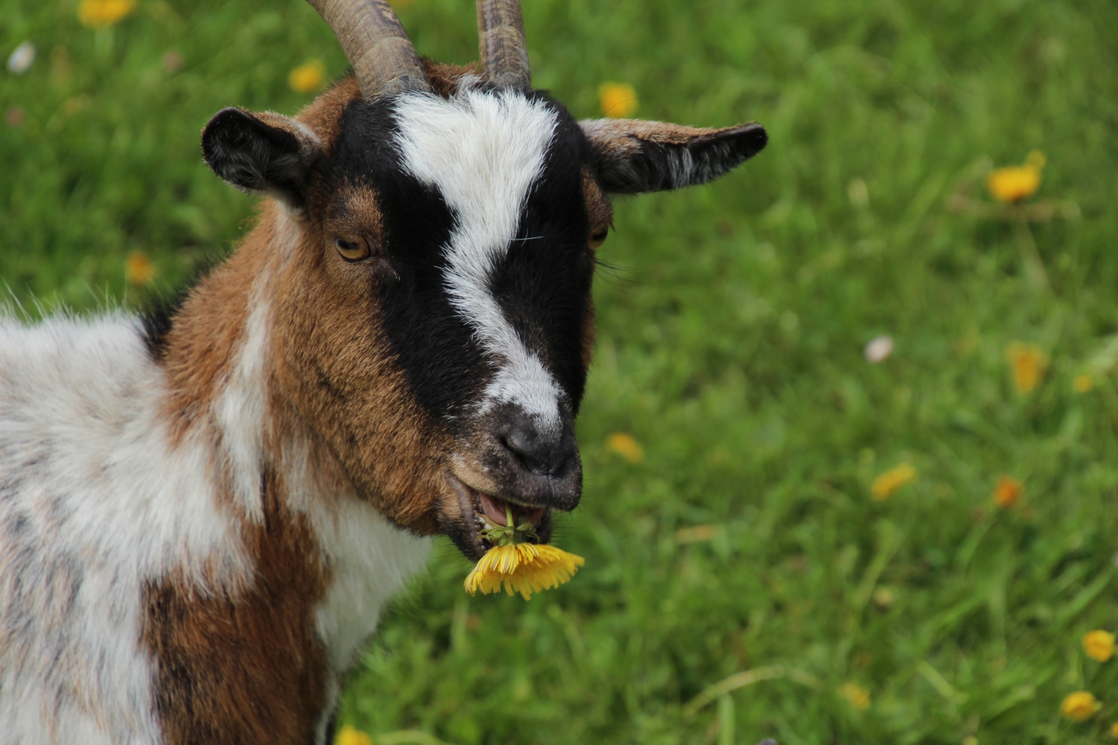 tiere landhaus eggel009