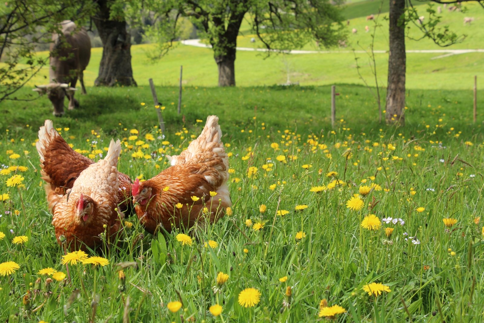 tiere landhaus eggel016