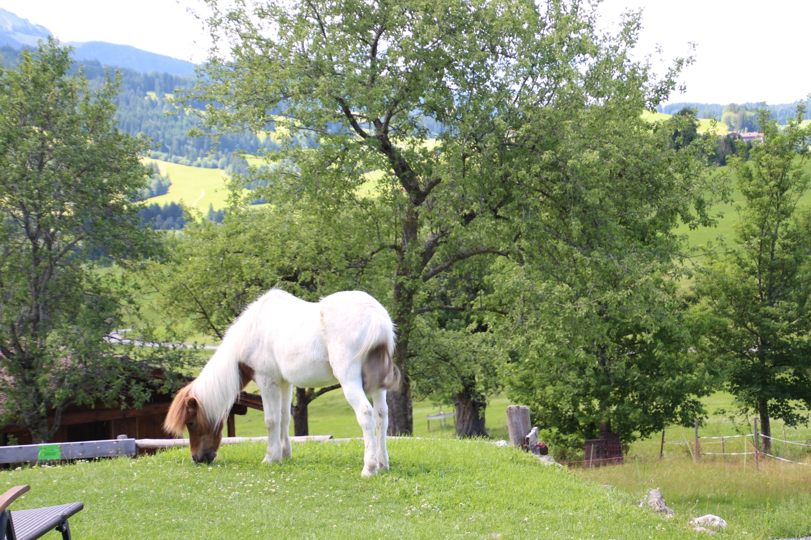 tiere landhaus eggel021