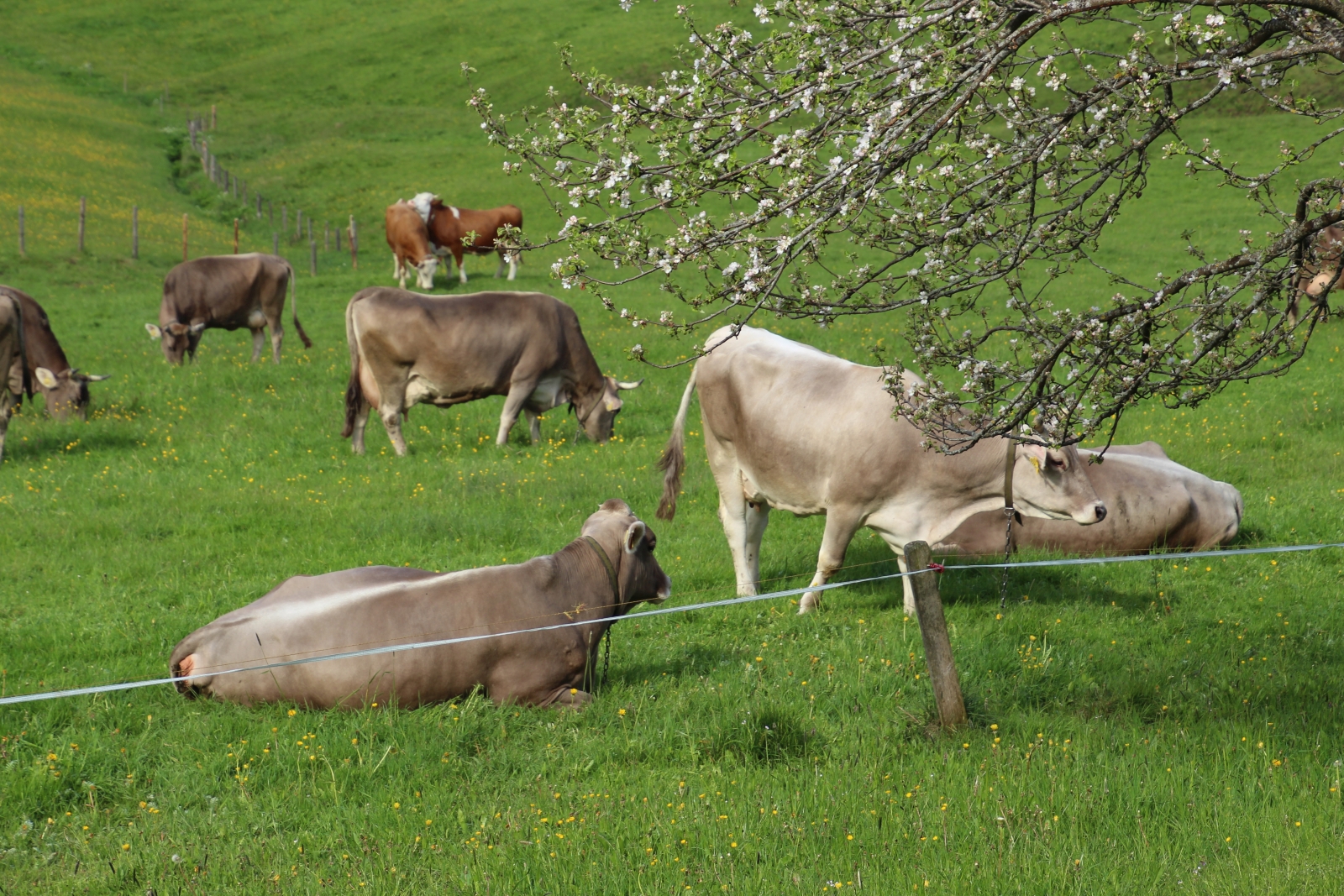 tiere landhaus eggel046