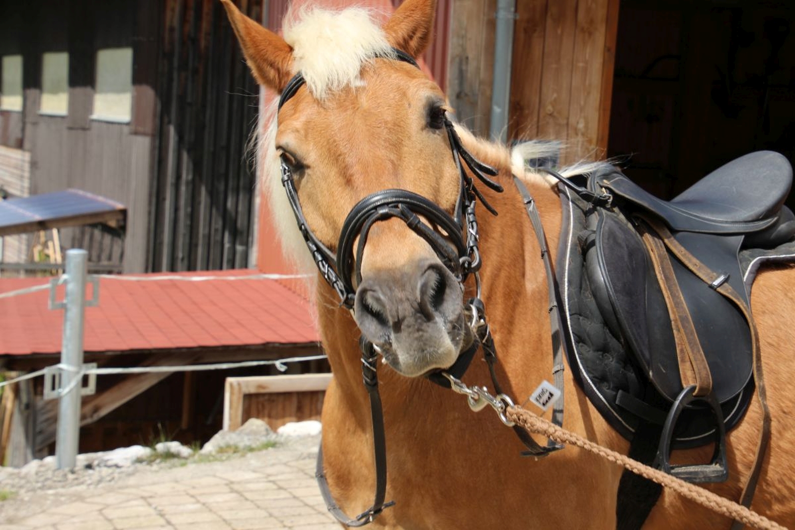 tiere landhaus eggel060